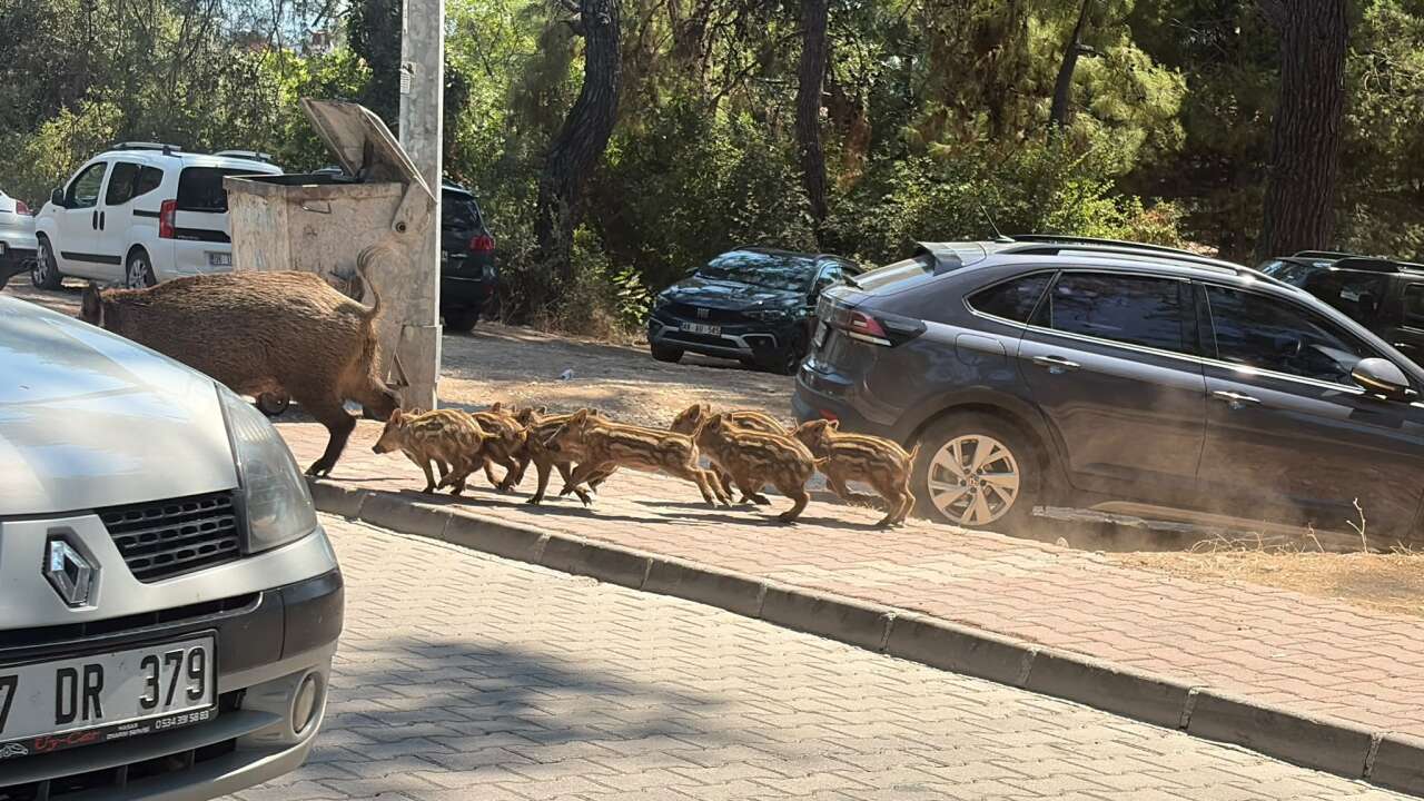 Akyaka’nın Yabani Turistleri Ortaya Çıktı: Anne Domuz Ve Yavruları Görüntülendi 3